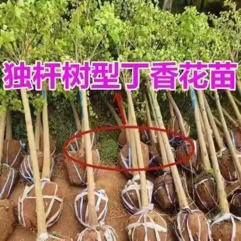 丁香丁香树丁香苗丁香花基地直销