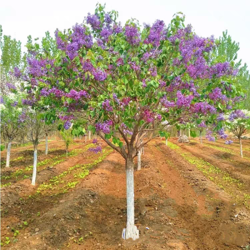 丁香丁香树丁香苗丁香花基地直销