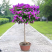 丁香丁香树丁香苗丁香花基地直销