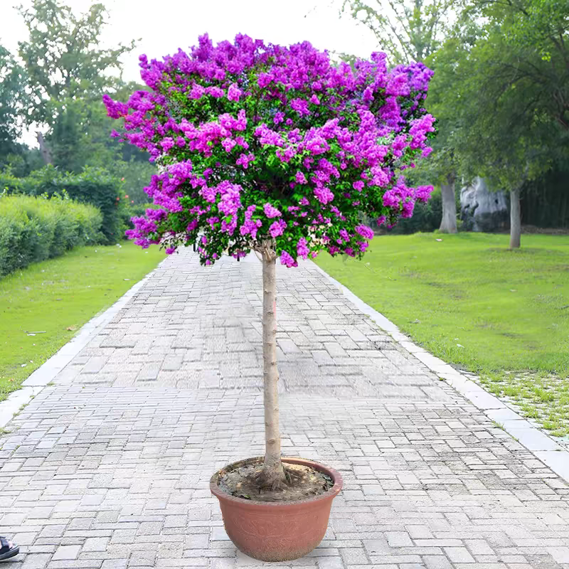 丁香丁香树丁香苗丁香花基地直销