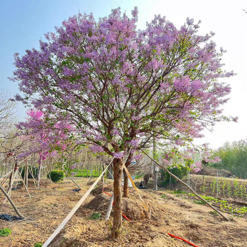 丁香丁香树丁香苗丁香花基地直销