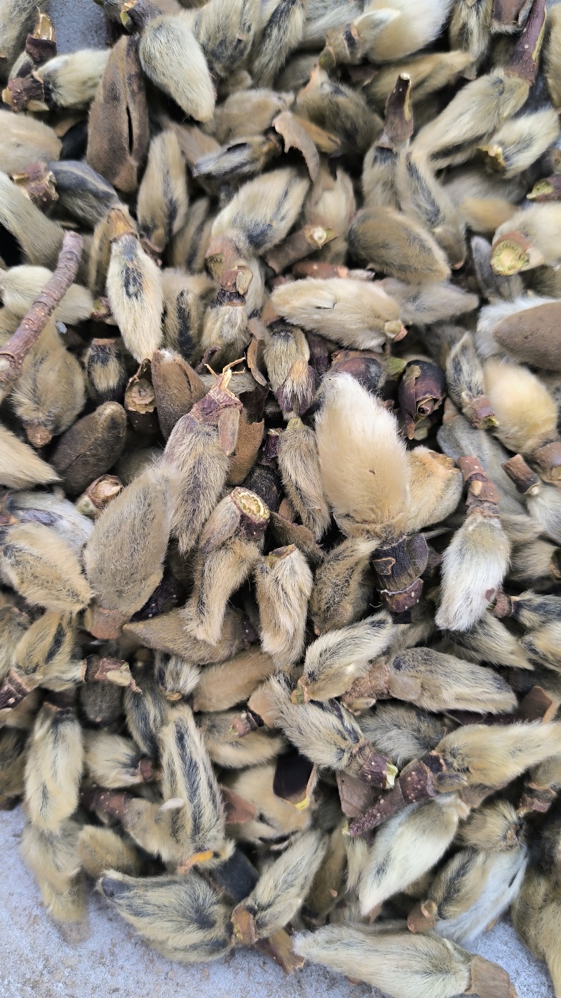 辛夷辛夷花批发辛夷花质量保证量大从优
