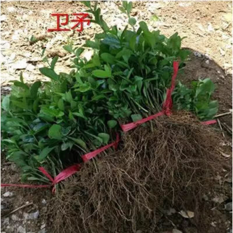 卫予苗床苗卫矛小苗扦插为予根系发达庭院工程绿化