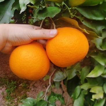 青见柑桔