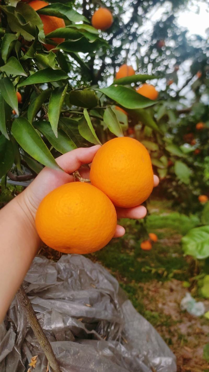 青见柑桔