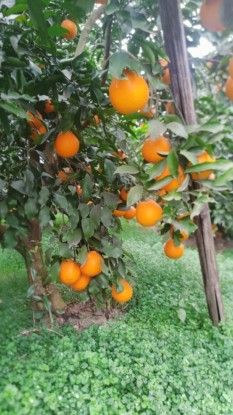 青见柑桔