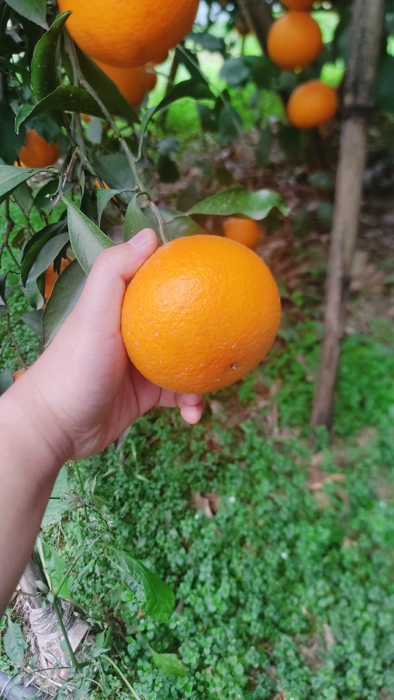 青见柑桔