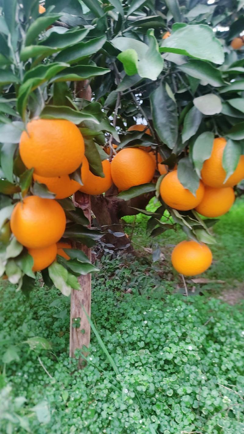 青见柑桔