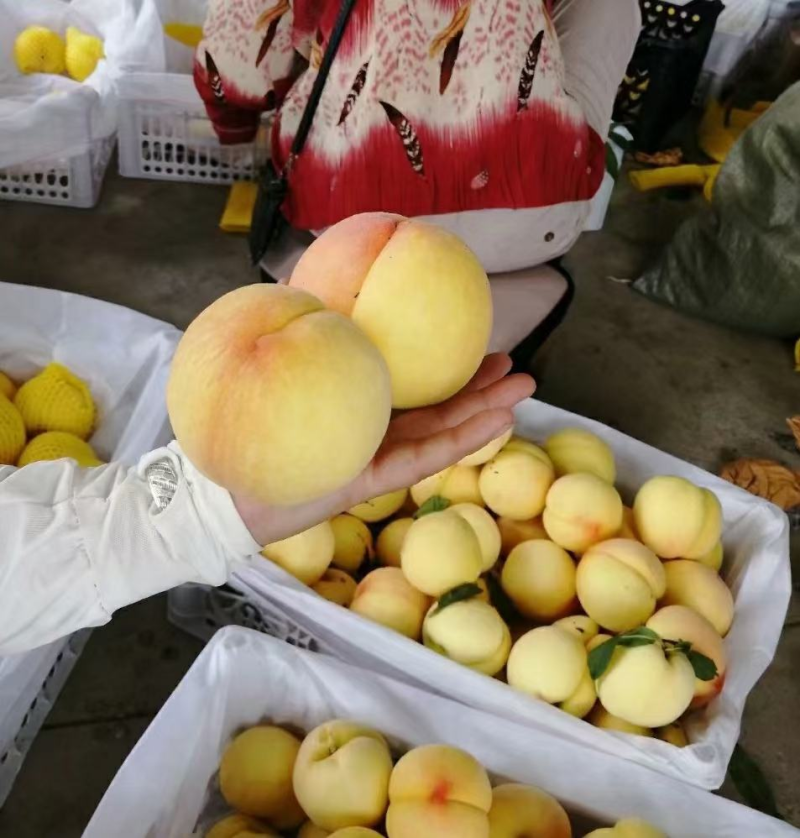 早熟锦春黄桃苗基地直发提供技术指导量大优惠
