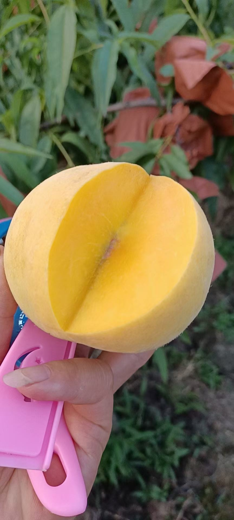 早熟锦春黄桃苗基地直发提供技术指导量大优惠