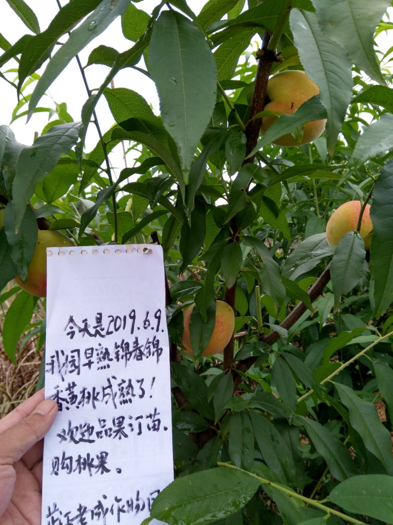 早熟锦春黄桃苗基地直发提供技术指导量大优惠
