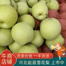 【实力】河北赵县精品雪花梨一手货源质量保证常年有货