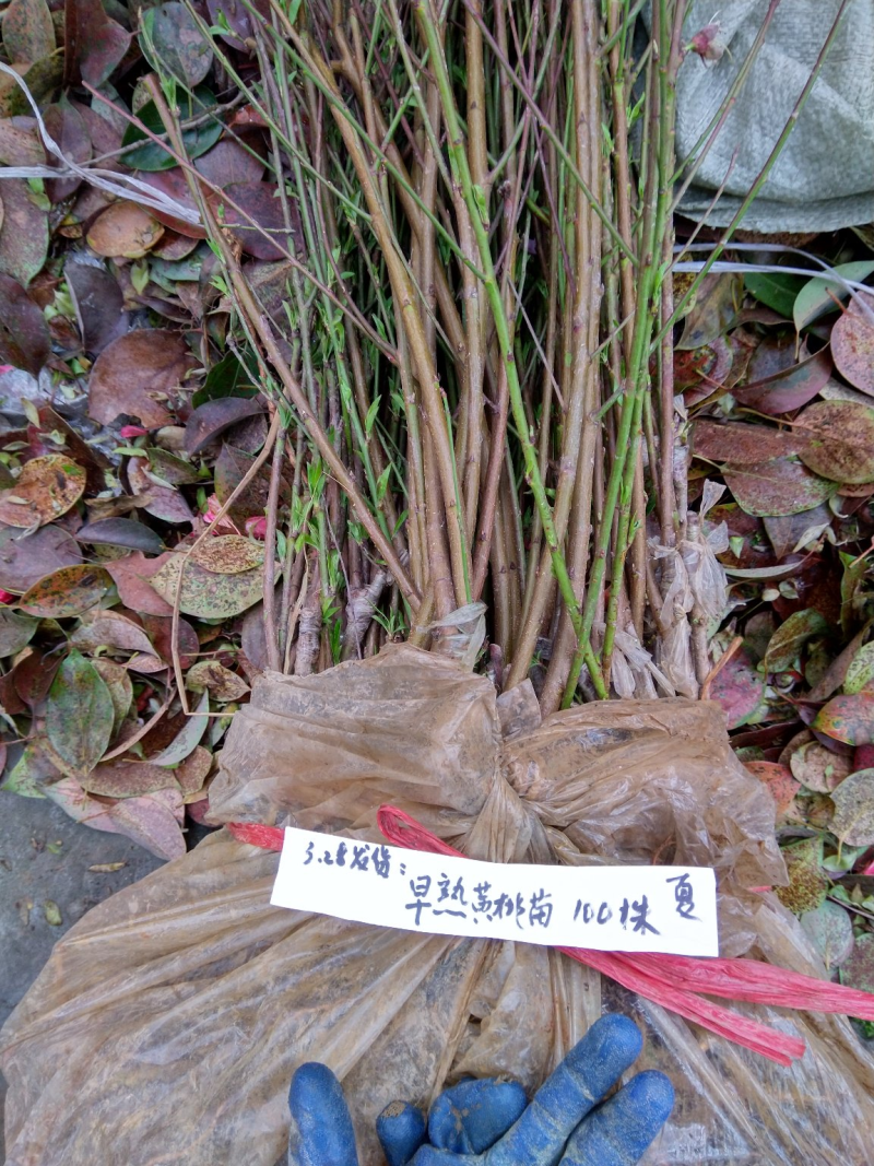 早熟锦春黄桃苗基地直发提供技术指导量大优惠