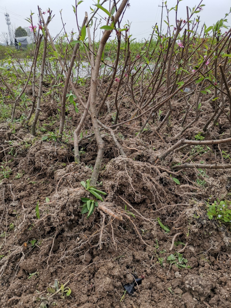 早熟锦春黄桃苗基地直发提供技术指导量大优惠