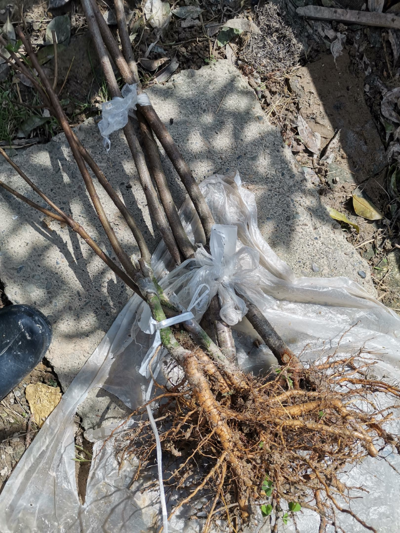 早熟锦春黄桃苗基地直发提供技术指导量大优惠