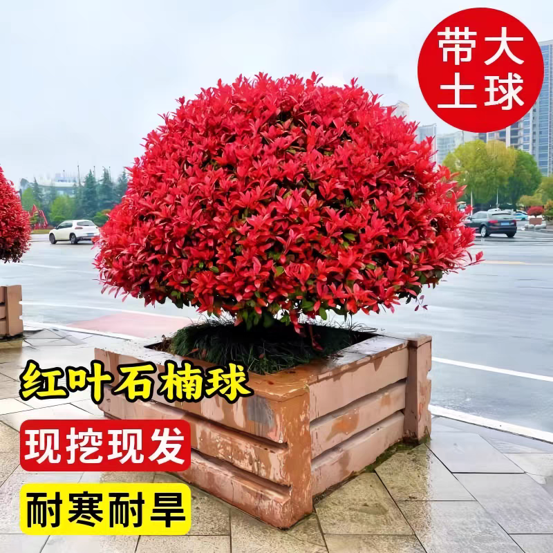 红叶石楠苗红叶石楠小杯苗红叶石楠大杯苗红叶石楠裸苗