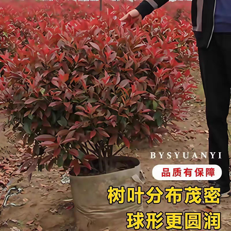 红叶石楠苗红叶石楠小杯苗红叶石楠大杯苗红叶石楠裸苗