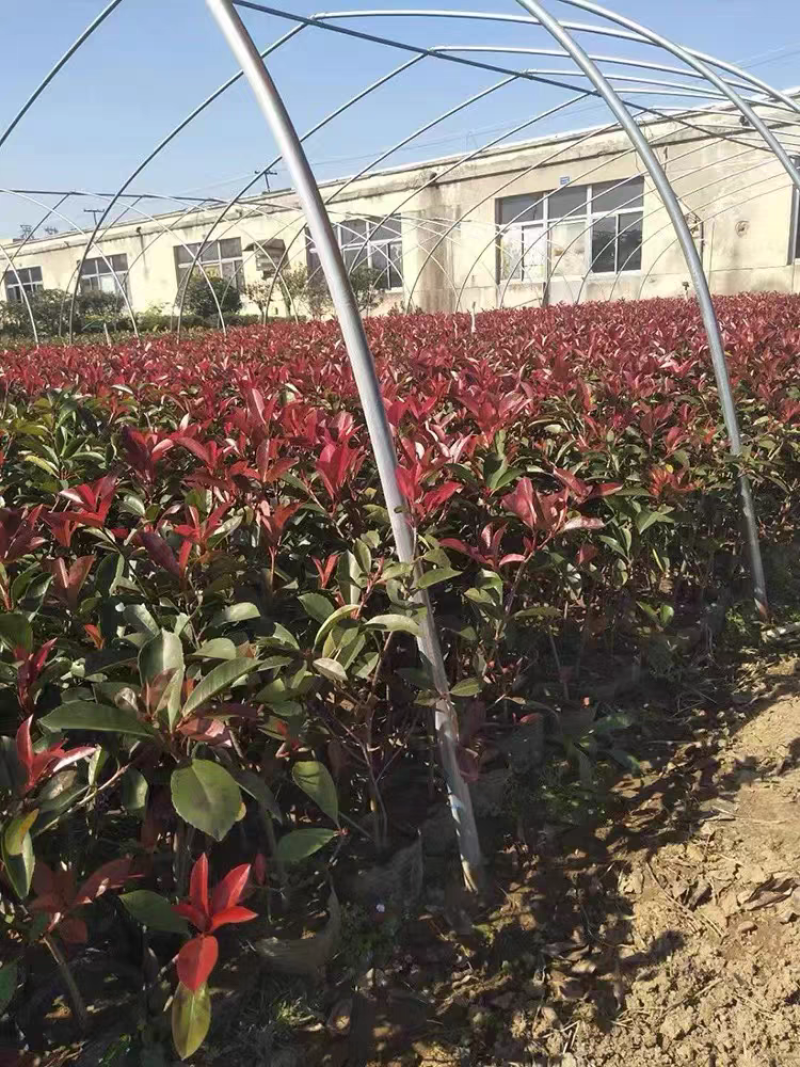 红叶石楠苗红叶石楠小杯苗红叶石楠大杯苗红叶石楠裸苗