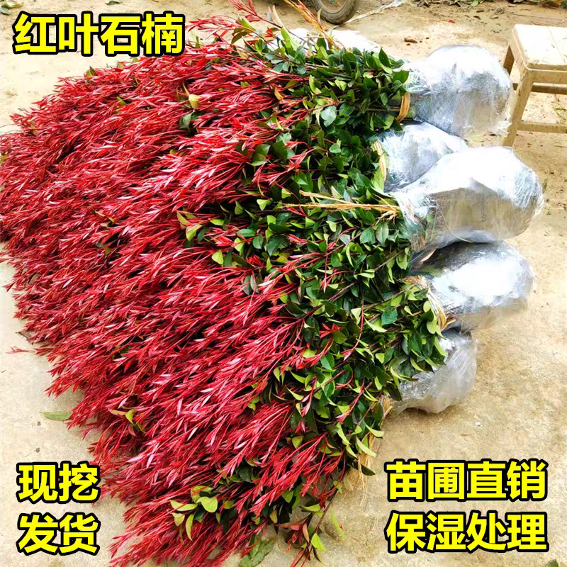 红叶石楠苗红叶石楠小杯苗红叶石楠大杯苗红叶石楠裸苗