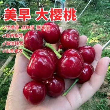 美早樱桃树苗，产量高，品种正，好管理，包邮包活包品种