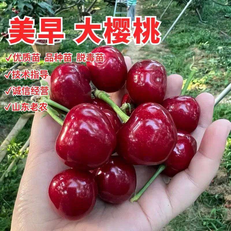 美早樱桃树苗，产量高，品种正，好管理，包邮包活包品种