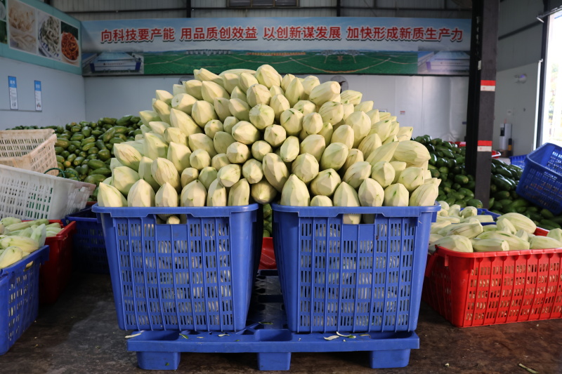 精品国有企业烘干木瓜丝一手货源充足，稳定供货