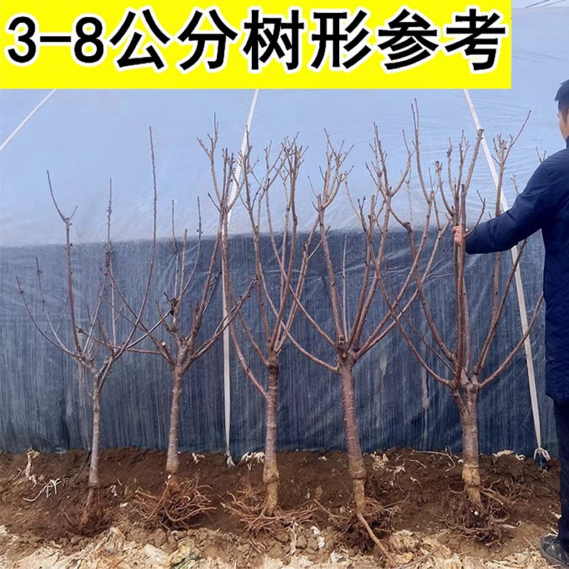 美早樱桃树苗，产量高，品种正，好管理，包邮包活包品种