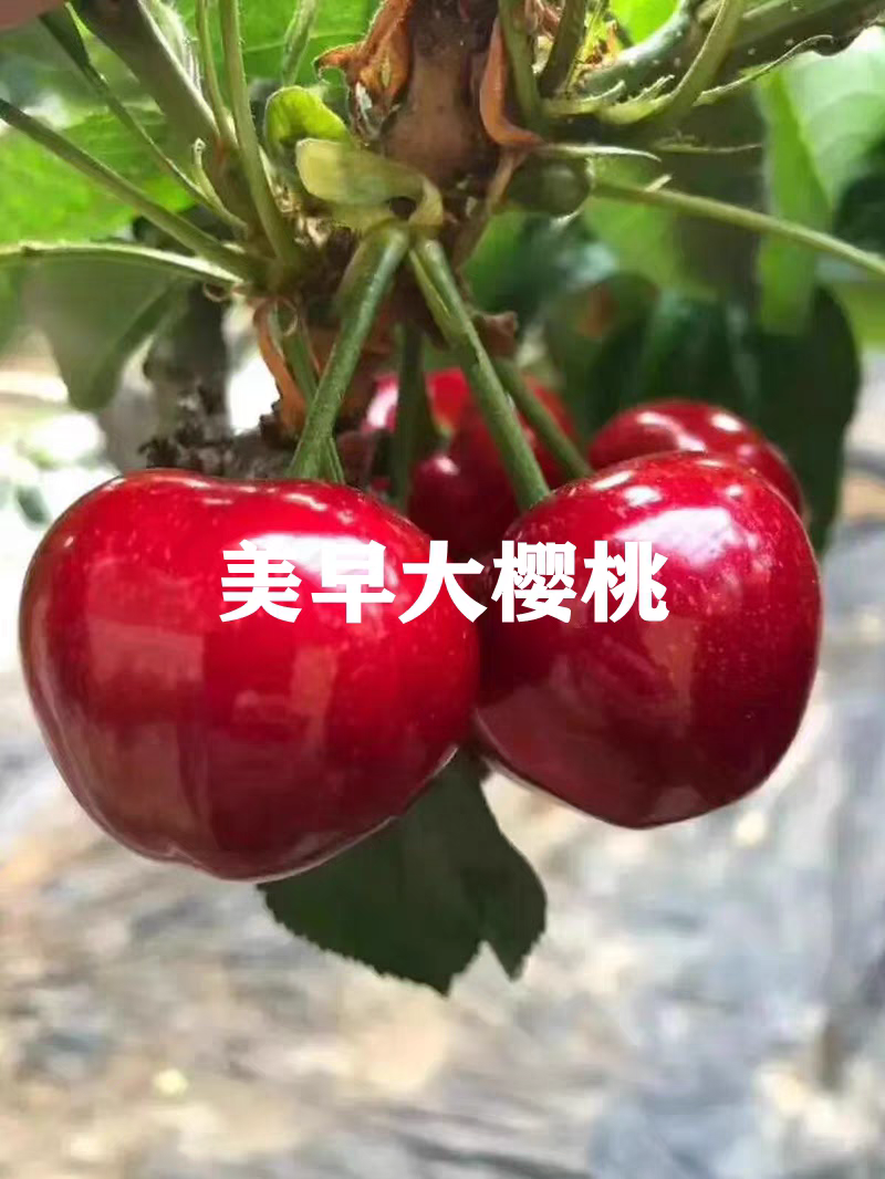 美早樱桃树苗，产量高，品种正，好管理，包邮包活包品种