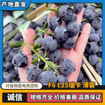 蓝莓F6L25瑞卡薄雾莱克西25蓝莓品种齐全