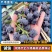 蓝莓F6L25瑞卡薄雾莱克西25蓝莓品种齐全