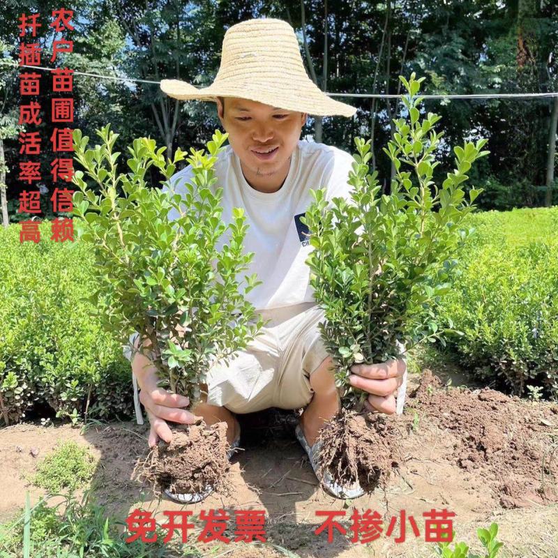 小叶黄杨球瓜子黄杨球黄杨苗瓜子黄杨苗黄杨小毛