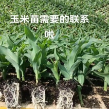 精品玉米苗一手货源量大从优质量保证欢迎咨询