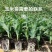 精品玉米苗一手货源量大从优质量保证欢迎咨询