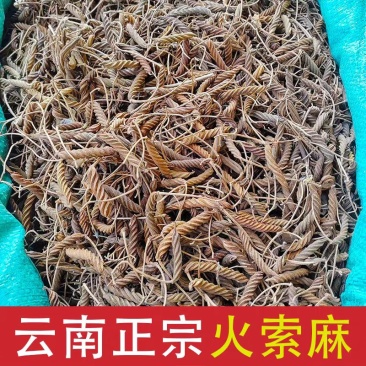 虫草王火索麻1公斤野芝麻麻纽塞、扭索麻、