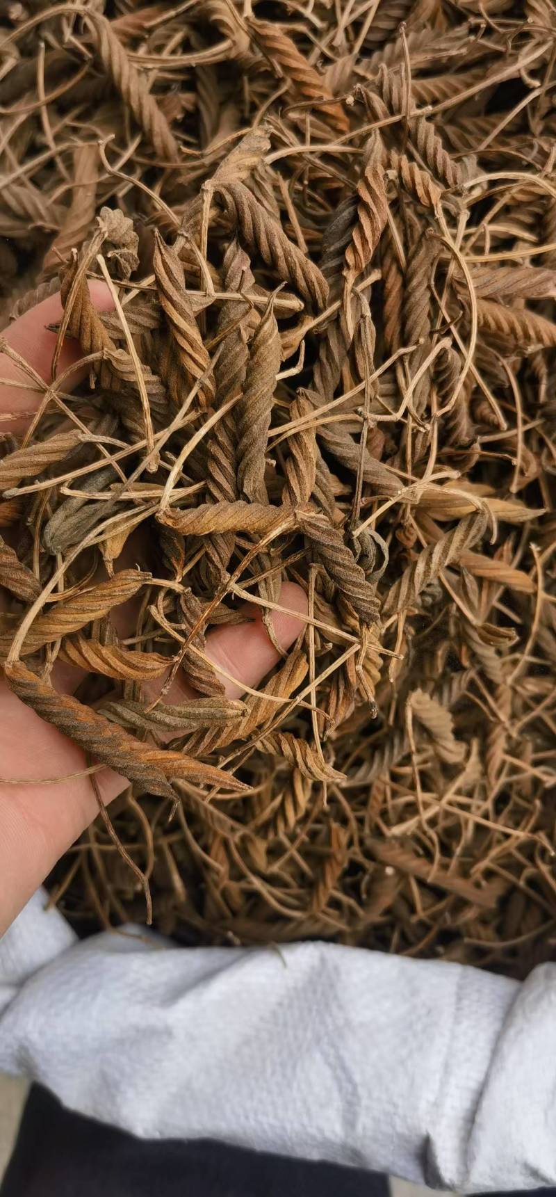 虫草王火索麻1公斤野芝麻麻纽塞、扭索麻、