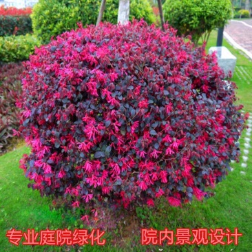 红花继木苗红花继木球四季常青庭院绿化工程绿化苗