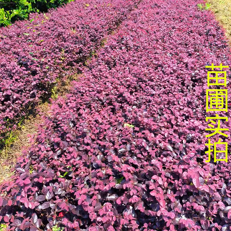 红花继木苗红花继木球四季常青庭院绿化工程绿化苗