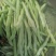 《芸豆角》白芸豆基地直供量大从优全国代发欢迎来电