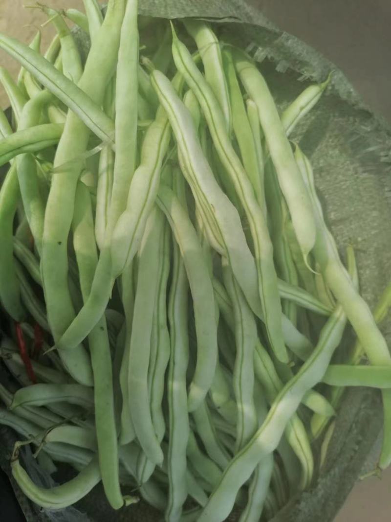 《芸豆角》白芸豆基地直供量大从优全国代发欢迎来电