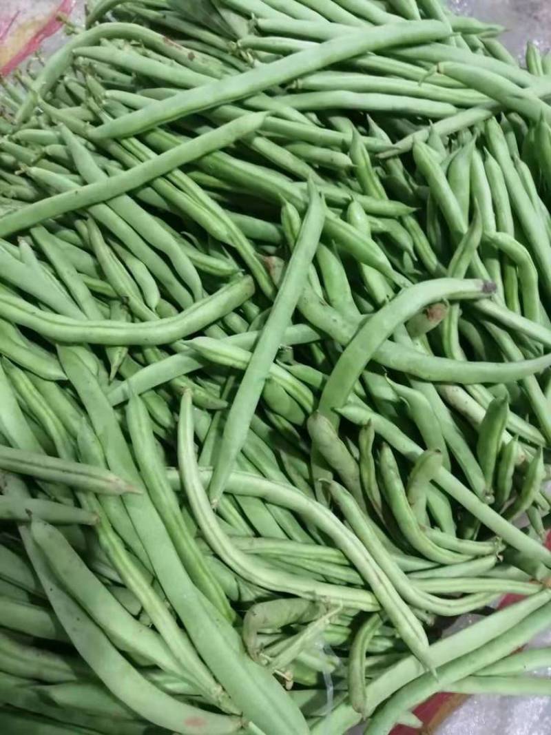 《芸豆角》白芸豆基地直供量大从优全国代发欢迎来电