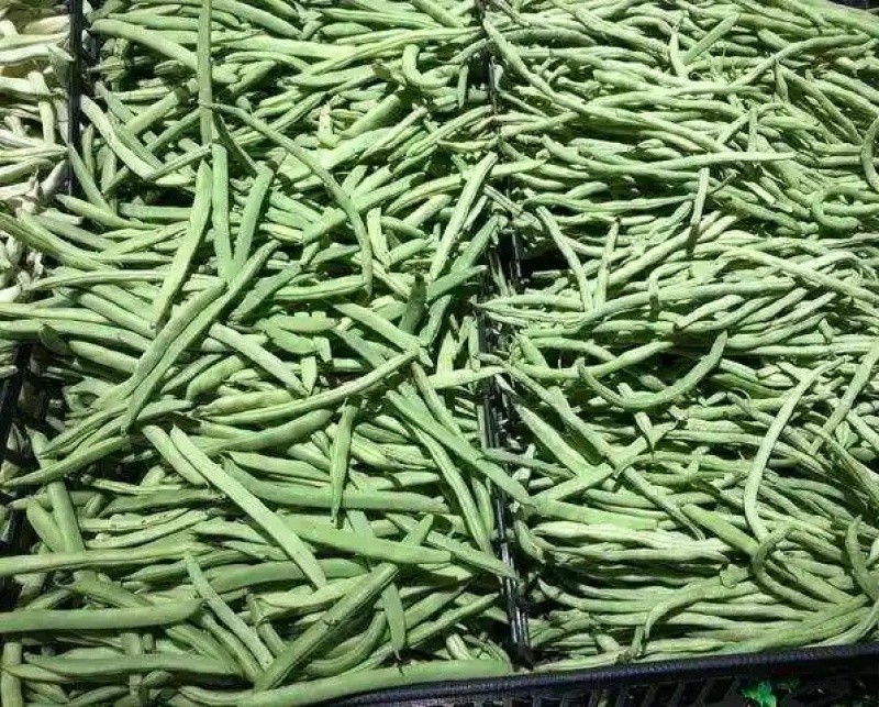 《芸豆角》白芸豆基地直供量大从优全国代发欢迎来电