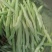 《芸豆角》白芸豆基地直供量大从优全国代发欢迎来电