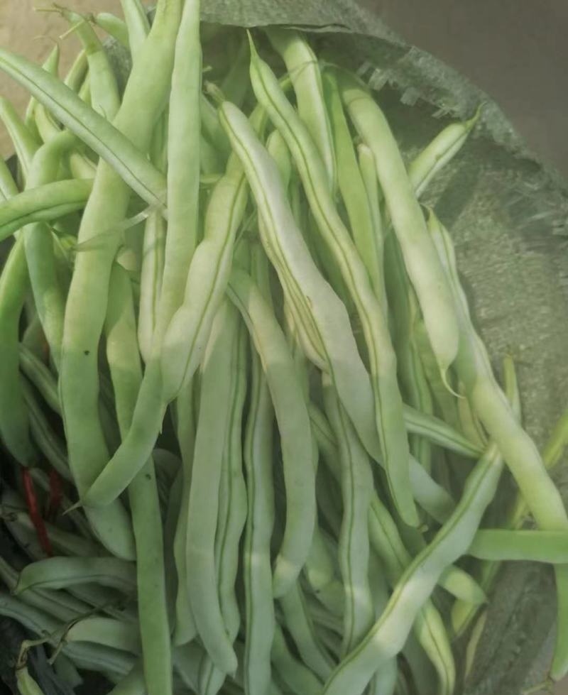 《芸豆角》白芸豆基地直供量大从优全国代发欢迎来电
