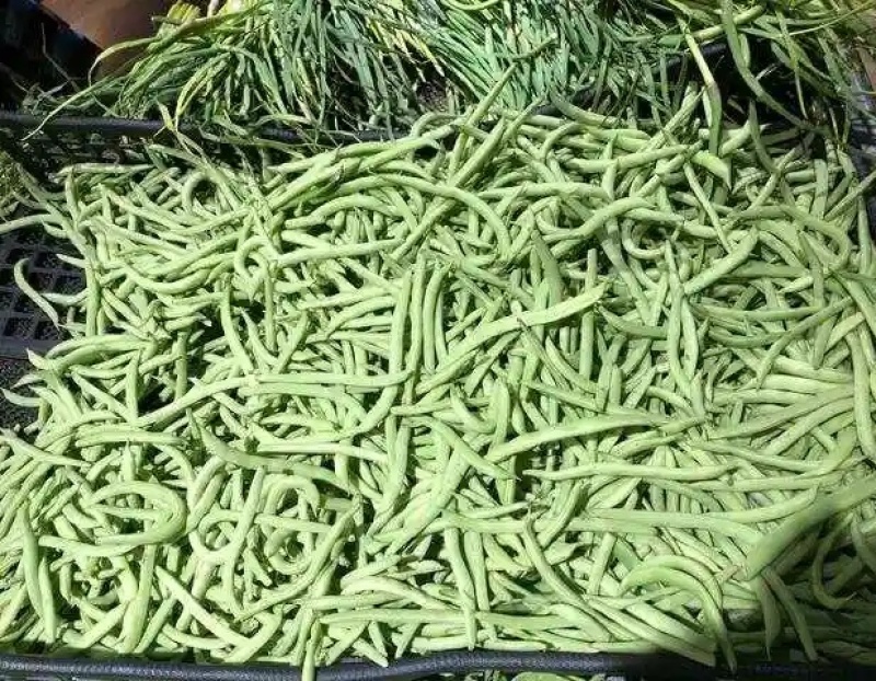 《芸豆角》白芸豆基地直供量大从优全国代发欢迎来电