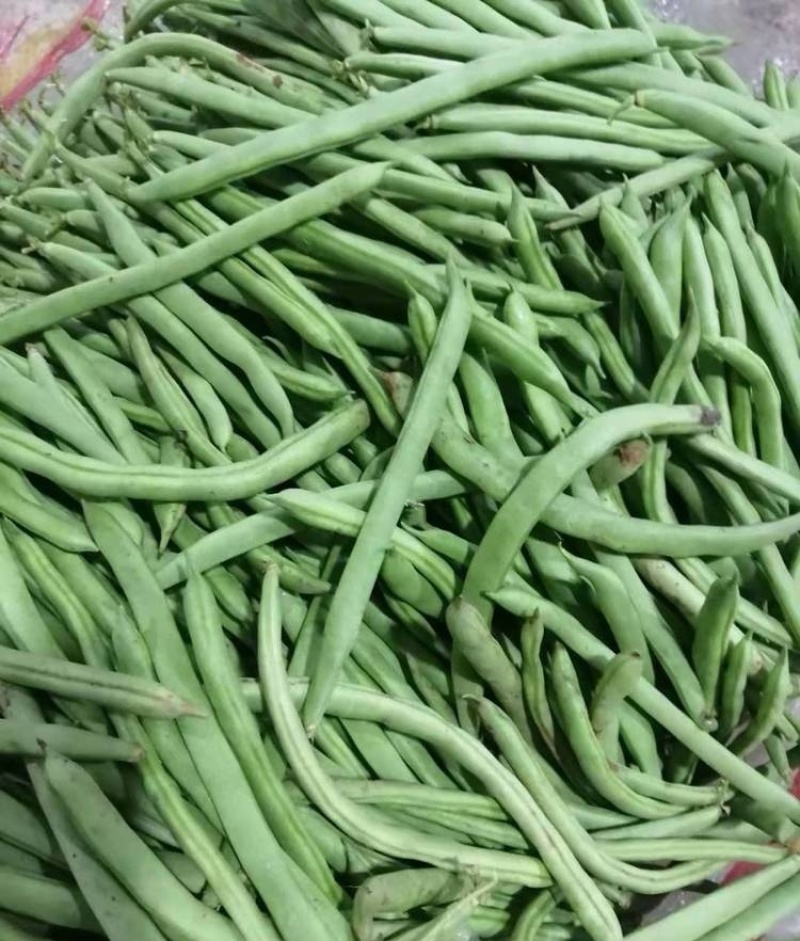 《芸豆角》白芸豆基地直供量大从优全国代发欢迎来电