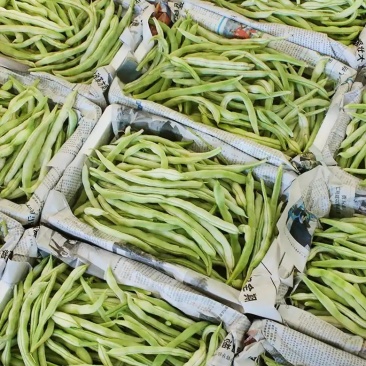 《芸豆角》白芸豆基地直供量大从优全国代发欢迎来电