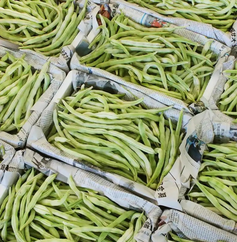 《芸豆角》白芸豆基地直供量大从优全国代发欢迎来电