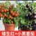 矮生番茄苗盆栽小番茄四季阳台盆栽蔬菜苗超甜小番