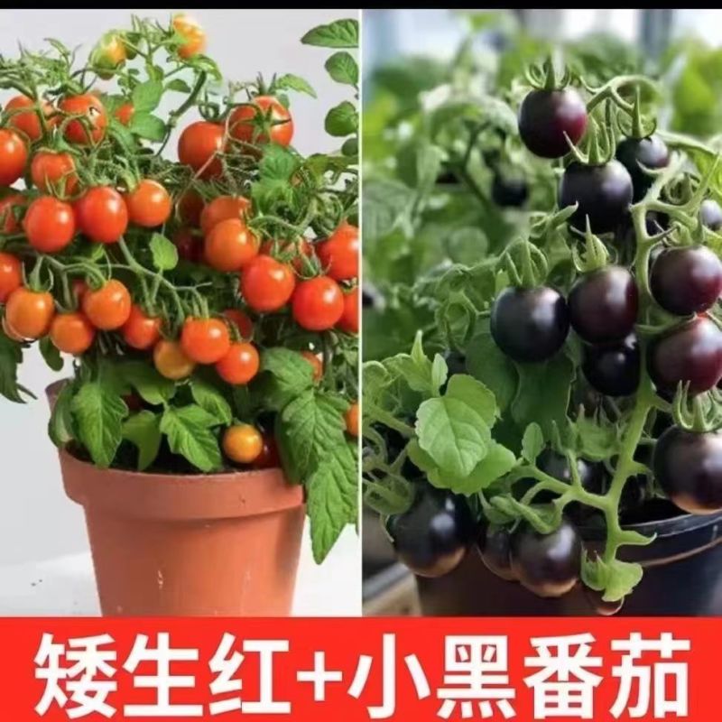 矮生番茄苗盆栽小番茄四季阳台盆栽蔬菜苗超甜小番