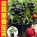 矮生番茄苗盆栽小番茄四季阳台盆栽蔬菜苗超甜小番